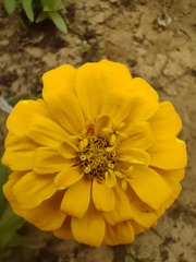 1000014615