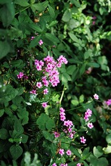 DSC09310.jpg