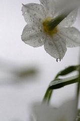 家有水仙5