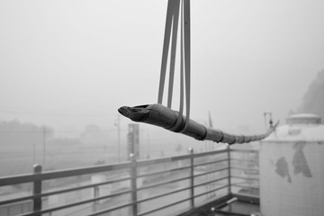 SDIM4513
