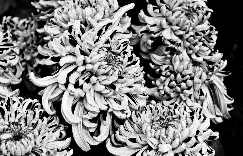 菊花<br />
