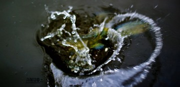 DSC04556-1.jpg