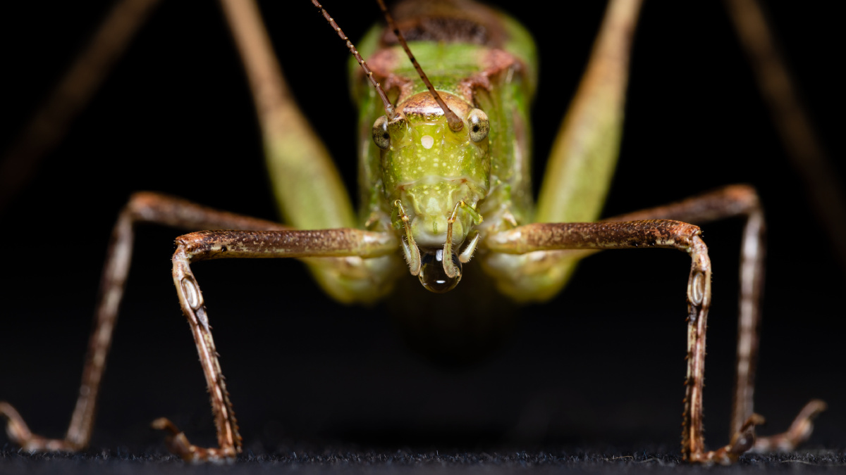 螽斯俗称蝈蝈纺织娘鸣虫颜色丰富