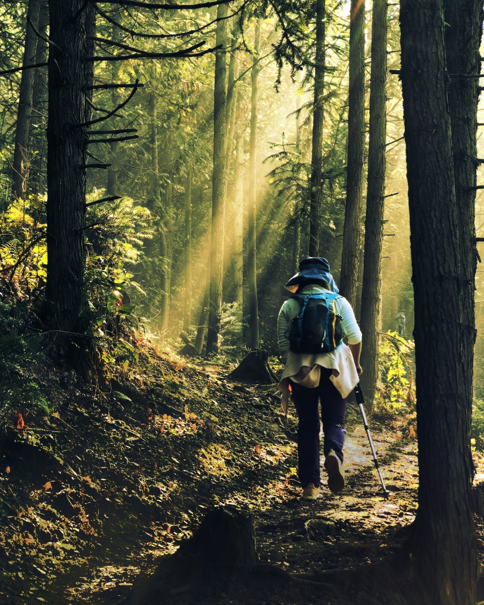 阳光指引徒步路周末随队户外,早晨在大雾弥漫的森林中徒步差不多一