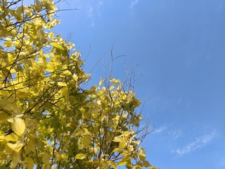 1000003162