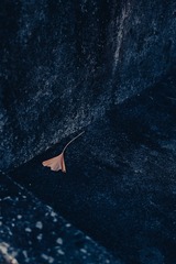 1000016101