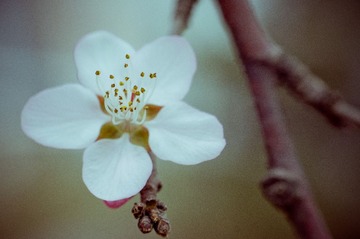 20130404-DSC00006-2.jpg