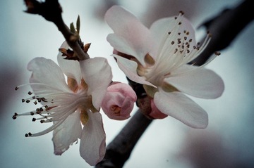 20130404-DSC00020.jpg