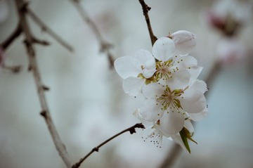 20130404-DSC00037.jpg