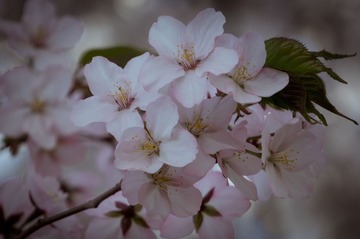 20130413-DSC00075.jpg
