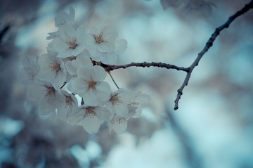 20130413-DSC00014.jpg