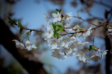 20130413-DSC00017.jpg
