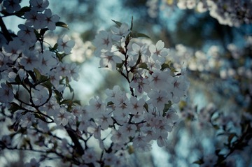 20130413-DSC00041.jpg