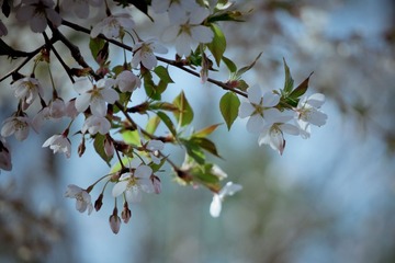 20130413-DSC00045.jpg