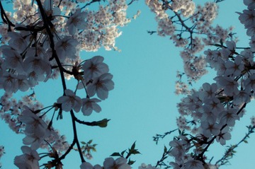 20130413-DSC00053.jpg