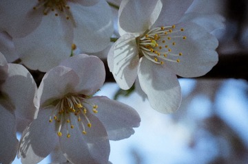 20130413-DSC00054.jpg