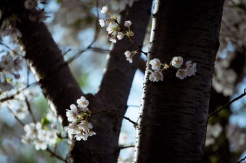 20130413-DSC00067.jpg