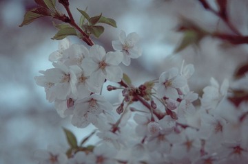 20130413-DSC00068.jpg