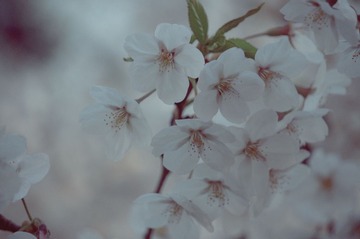 20130413-DSC00072.jpg
