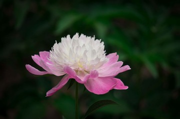 20130524-DSC00021.jpg