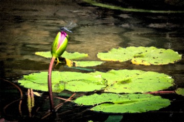 20130623-DSC00015-2.jpg