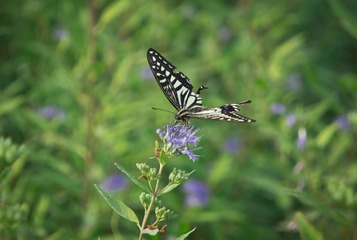 20130920-DSC00034