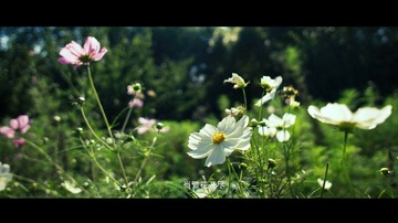 1 当繁花开尽