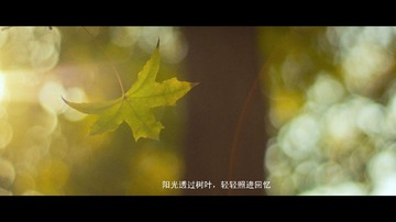 5 阳光透过树叶，轻轻照进回忆