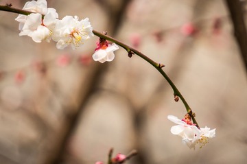 20140316-DSC00019