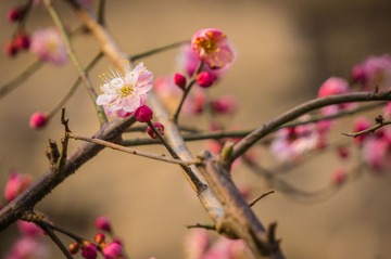 20140316-DSC00054