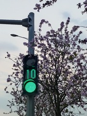 1000038407