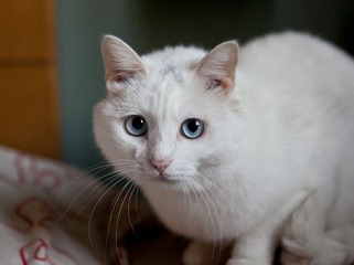 小白