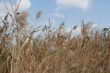IMG_2737.jpg