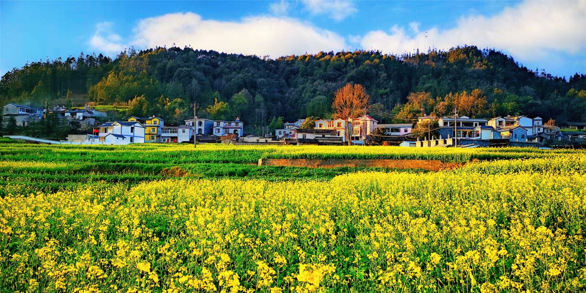 田园春色拍摄于云南省罗平