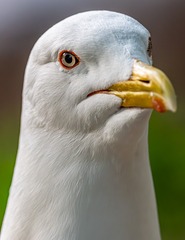 1000015054