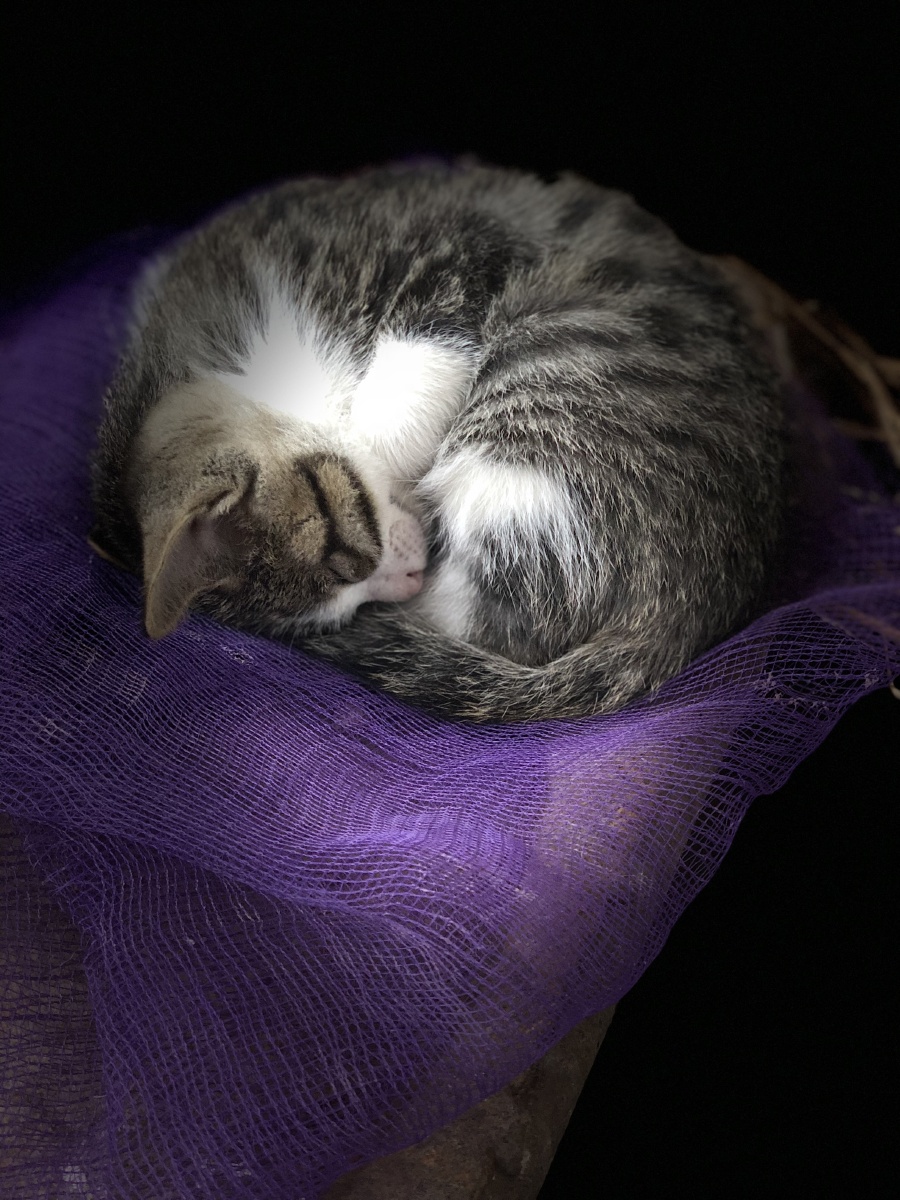 瞌睡猫星人 - 苏迪suedy - 图虫网 - 优质摄影师交流社区