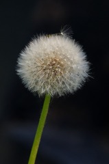 IMGP3687-2
