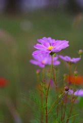 IMGP5037-2
