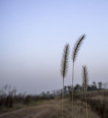 IMGP5253-2.jpg