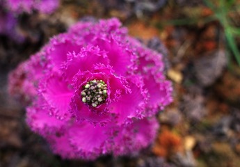 IMGP8170.jpg