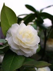 IMGP8247.jpg