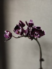 1000023707