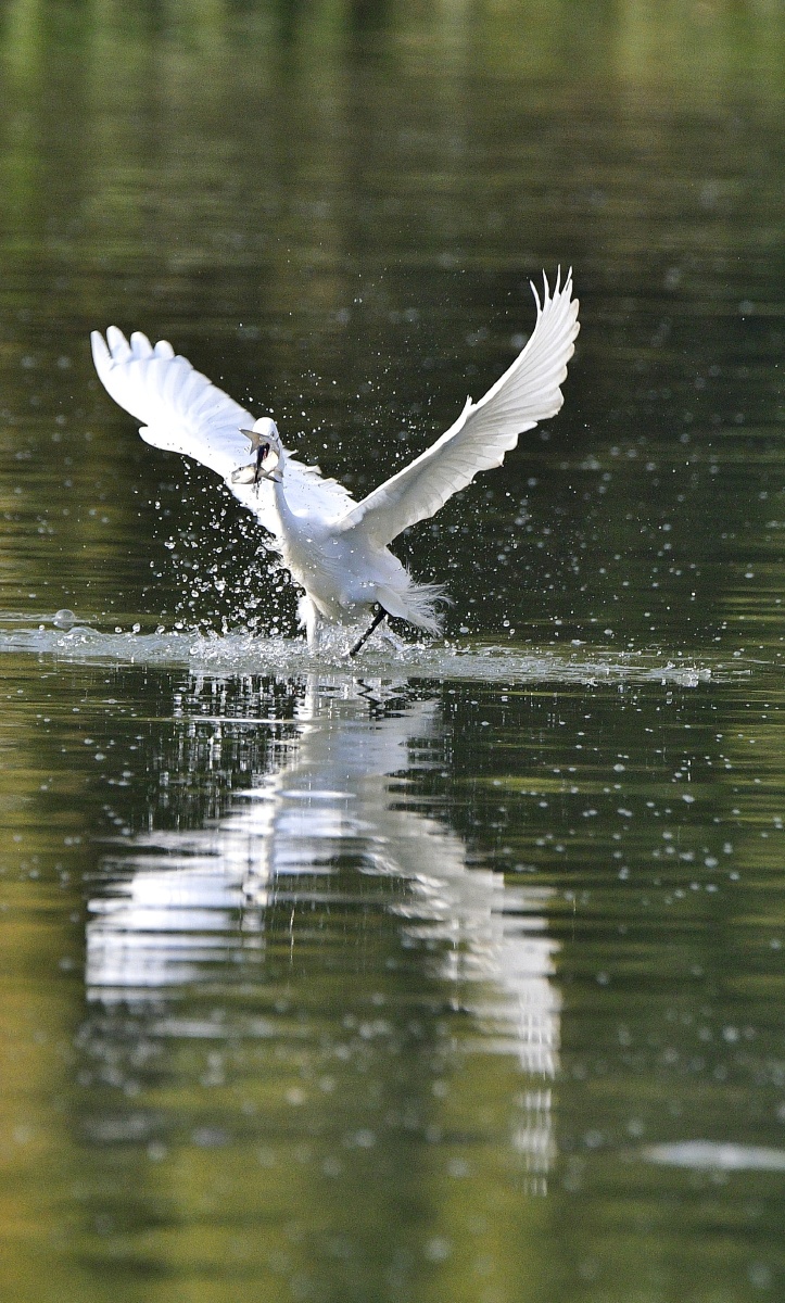 白鹭捕捉瞬间