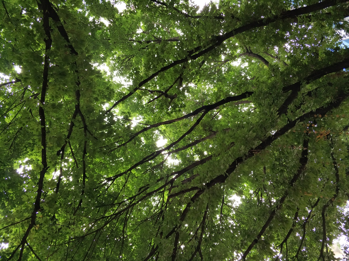 不经意的抬头看到如此茂密多枝的树木忍不住拍了下来