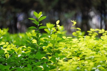 DSC02590