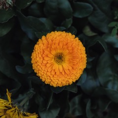 1000093327