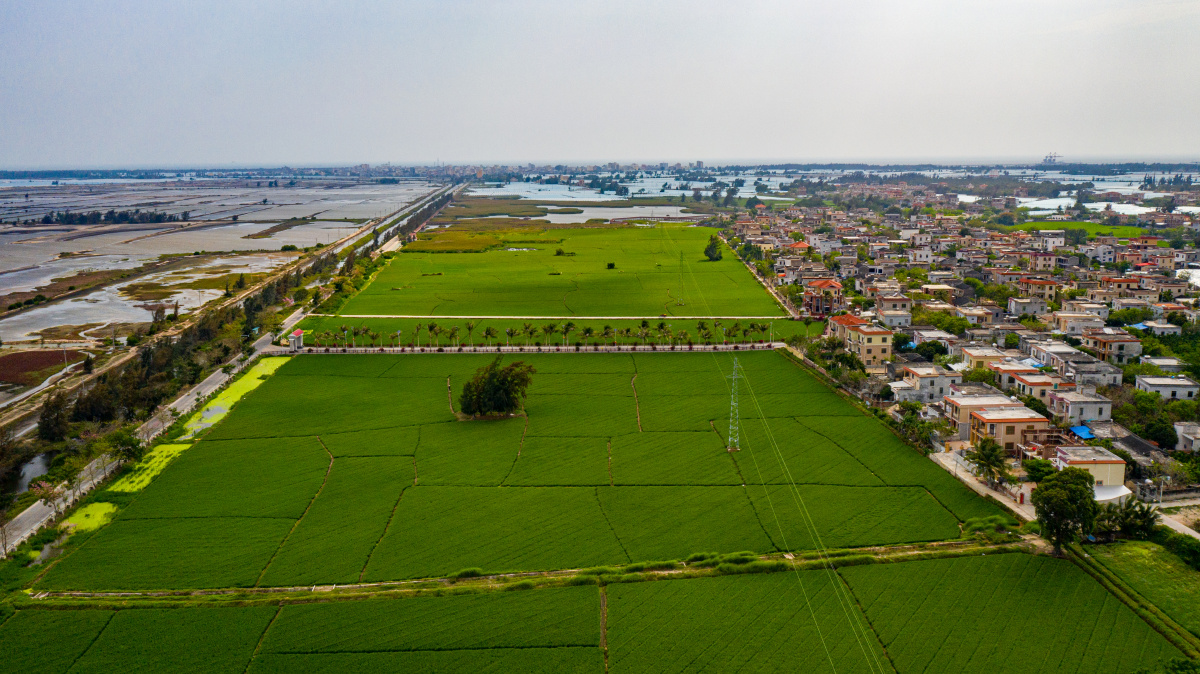 海南乐东佛罗镇丰塘村