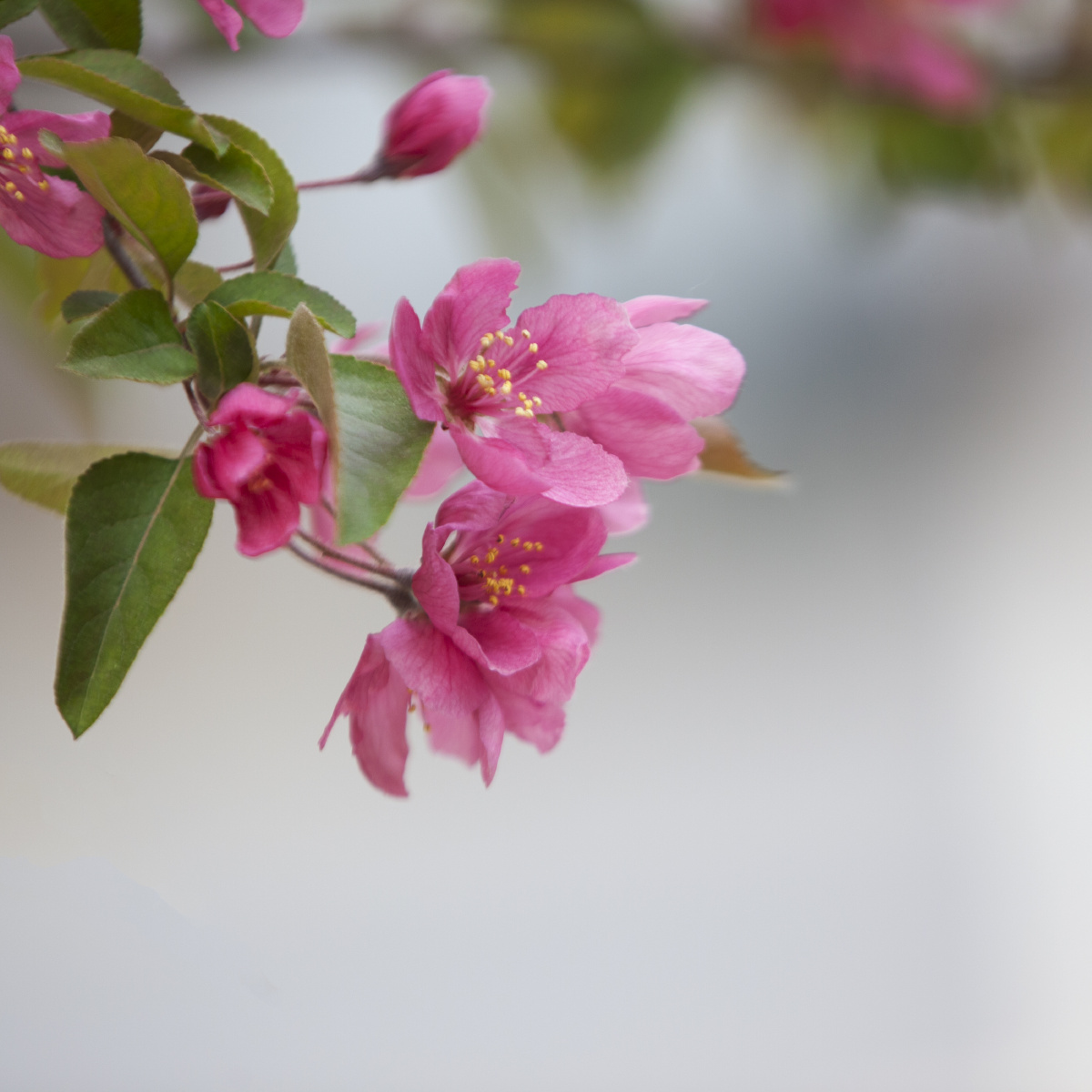 一梢初放海棠红