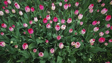 IMG_20170411_073923