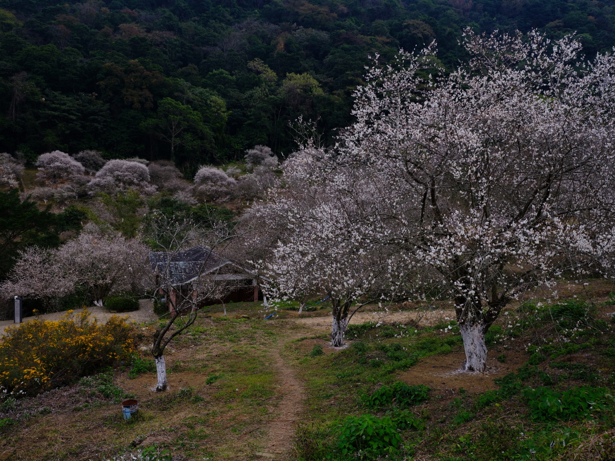 梅园摄于广州从化石门国家森林公园